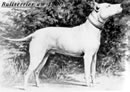 Bull Terrier